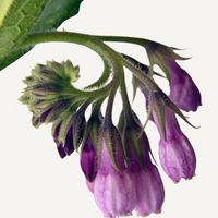 Comfrey