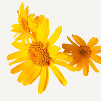 Arnica