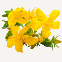 St. John's Wort