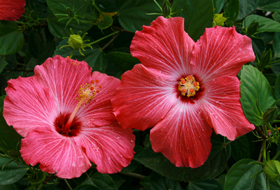 Hibiscus