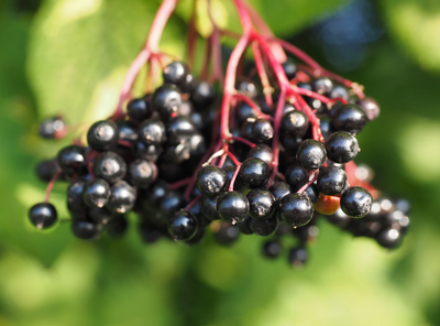Elderberry
