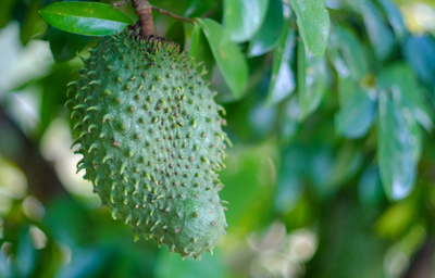 Soursop Leaves