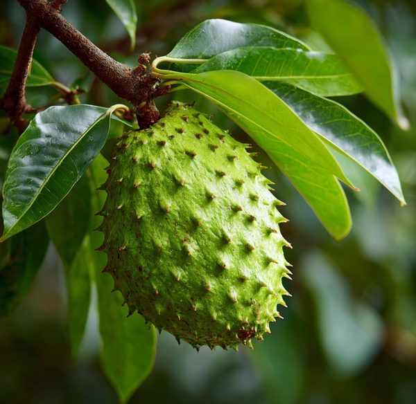 Soursop Leaves